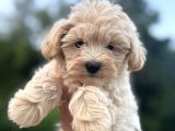 Maltipoo dişi