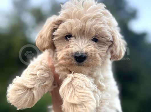 Maltipoo Dişi