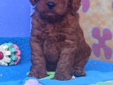 A Kali̇te Gerçek Toy Poodle Yavrular
