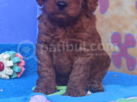 A Kali̇te Gerçek Toy Poodle Yavrular görsel