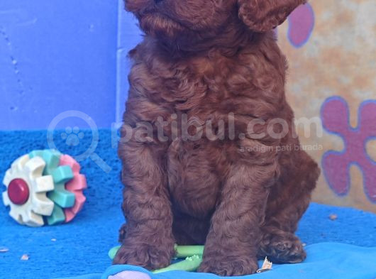 A Kali̇te Gerçek Toy Poodle Yavrular görsel
