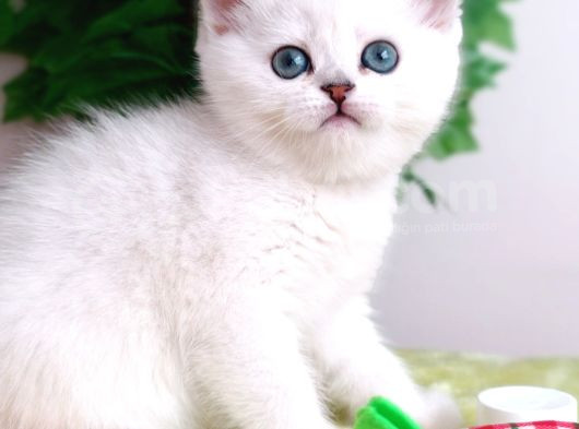 Bri̇ti̇sh Si̇lver Di̇si̇ görsel