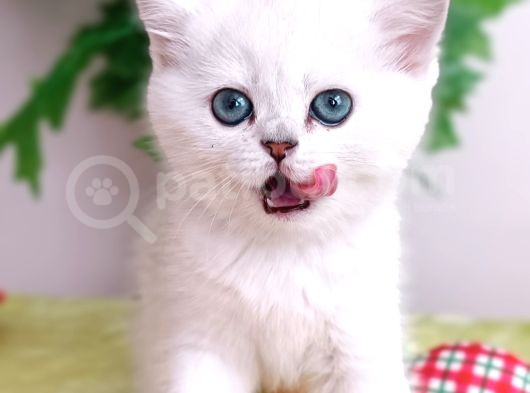 Bri̇ti̇sh Si̇lver Di̇si̇ görsel