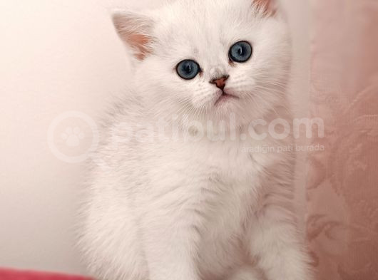 Bri̇ti̇sh Si̇lver Di̇si̇ görsel