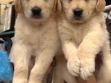 Baby Face Golden