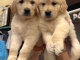 Baby Face Golden