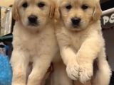 BABY FACE GOLDEN