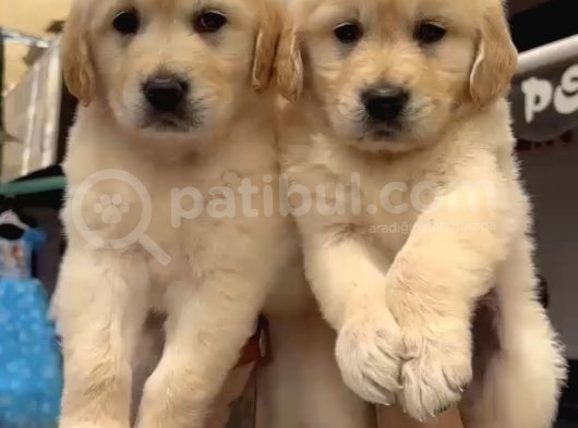 Baby Face Golden