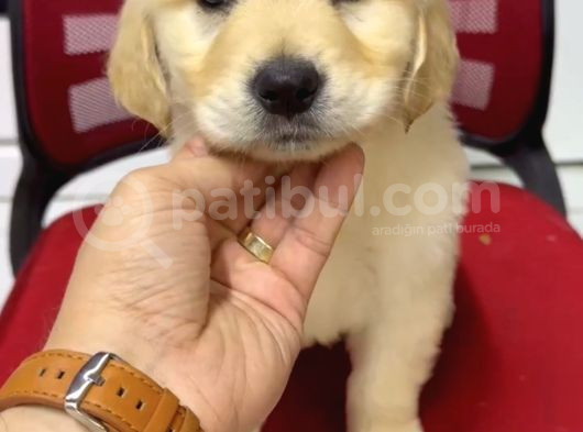 Baby Face Golden görsel