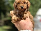 ÇİFTLİĞİMİZDEN GARANTİLİ TOY POODLE BEBEKLER