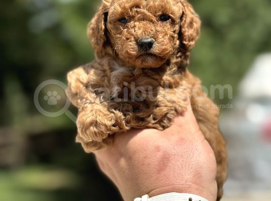 Çi̇ftli̇ği̇mi̇zden Garanti̇li̇ Toy Poodle Bebekler