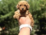 Çi̇ftli̇ği̇mi̇zden Garanti̇li̇ Toy Poodle Bebekler