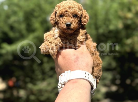 Çi̇ftli̇ği̇mi̇zden Garanti̇li̇ Toy Poodle Bebekler görsel
