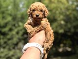 Çi̇ftli̇ği̇mi̇zden Garanti̇li̇ Toy Poodle Bebekler