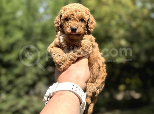 Çi̇ftli̇ği̇mi̇zden Garanti̇li̇ Toy Poodle Bebekler görsel