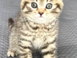 British shorthair iki aylık  erkek 