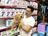 Koyu kahve Golden benekler