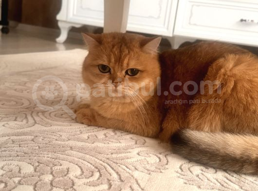 2 Yaşında Kısırlaştırılmış Golden British görsel