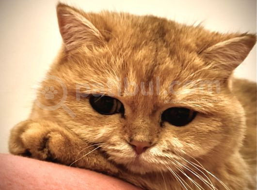 2 Yaşında Kısırlaştırılmış Golden British görsel