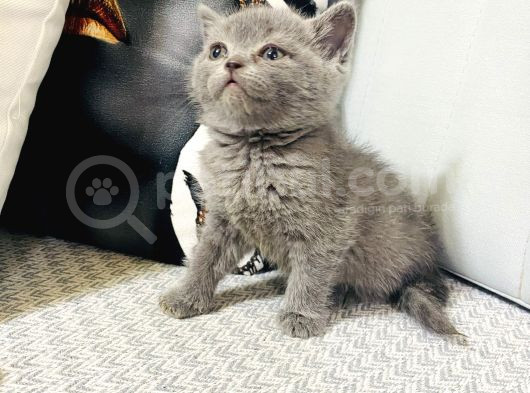 50 Günlük Bebeklerimiz görsel