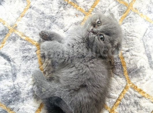 50 Günlük Bebeklerimiz görsel
