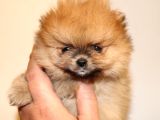 Orj  Tcup Pomeranian  Bebeklerimiz -