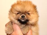 Orj  Tcup Pomeranian  Bebeklerimiz -