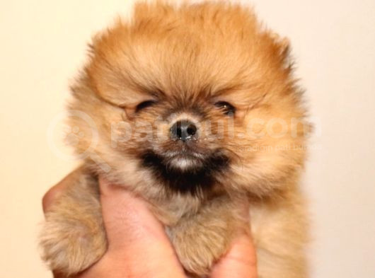 Orj  Tcup Pomeranian  Bebeklerimiz - görsel