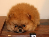 Orj  Tcup Pomeranian  Bebeklerimiz -