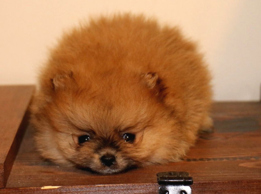 Orj  Tcup Pomeranian  Bebeklerimiz - görsel