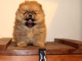 Orj  Tcup Pomeranian  Bebeklerimiz -
