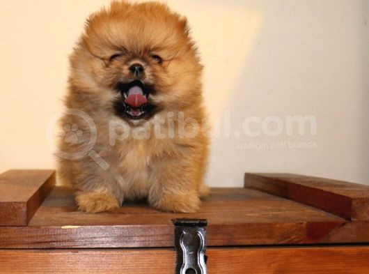 Orj  Tcup Pomeranian  Bebeklerimiz - görsel