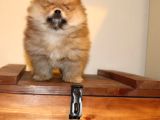 Orj  Tcup Pomeranian  Bebeklerimiz -