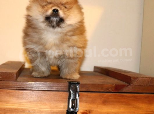 Orj  Tcup Pomeranian  Bebeklerimiz -