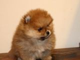 Orj  Tcup Pomeranian  Bebeklerimiz -