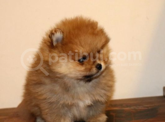 Orj  Tcup Pomeranian  Bebeklerimiz - görsel