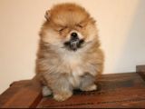 Orj  Tcup Pomeranian  Bebeklerimiz -