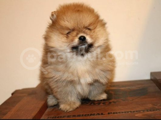 Orj  Tcup Pomeranian  Bebeklerimiz - görsel