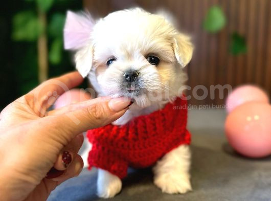Maltese Terrier Bebekleri̇ görsel