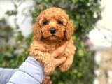 Toy Poodle Bebekler