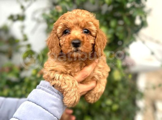 Toy Poodle Bebekler görsel
