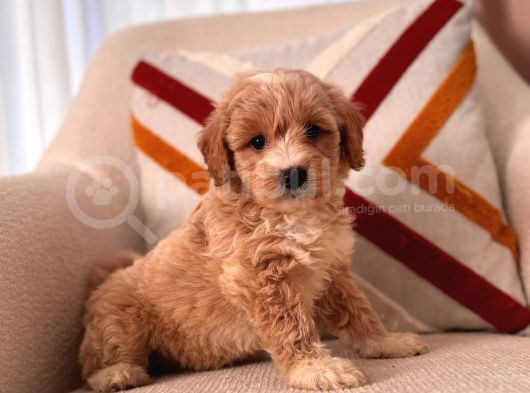 Üst Kali̇te Malti̇poo Bebekler görsel