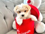 Maltese Terrier Sıfır NumaraBüyümeyen Sevgi Yumağım