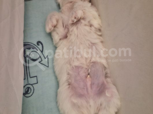 Fındık Yuva Arıyor görsel