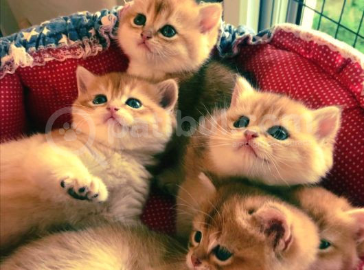 Safkan Golden Bebekler Top Kafa