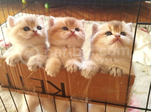 Safkan Golden Bebekler Top Kafa görsel