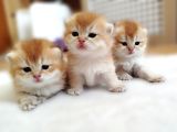 Safkan Golden Bebekler Top Kafa