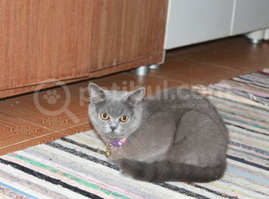 Yetişkin Scottish Fold Kedimize Sıcak Bir Yuva Arıyoruz görsel