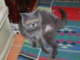 Yetişkin Scottish Fold Kedimize Sıcak Bir Yuva Arıyoruz