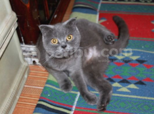 Yetişkin Scottish Fold Kedimize Sıcak Bir Yuva Arıyoruz görsel